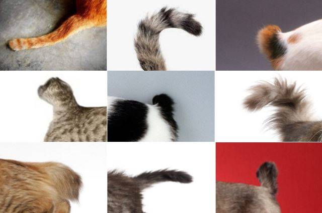 고양이들의 다양한 꼬리 모양. 유전적인 요인이 크다. catster, quora, aspca.