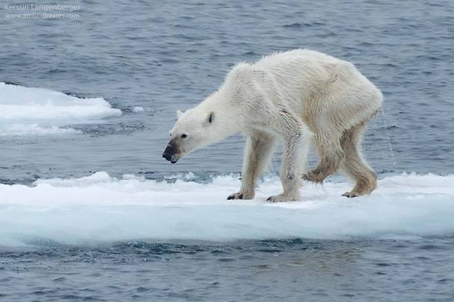 현 상태론 기후변화 못 막아…온실가스·해수면 관측 사상 최고(사진=굶주려 벼만 앙상하게 남은 북극곰 모습 / 커스틴 랑젠버거 페이스북)