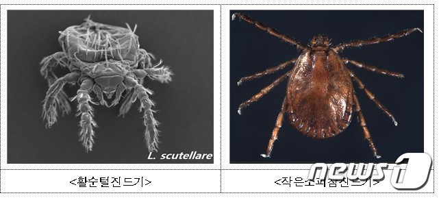 (왼쪽부터) 활순털진드기, 작은소피참진드기 (질병관리청 제공)