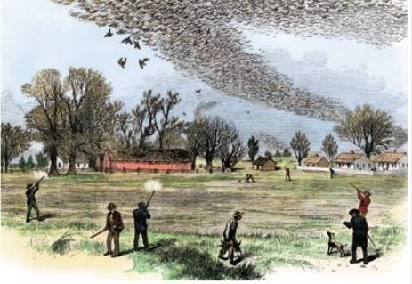 1875년, 여행비둘기 무리를 사냥하는 미국인들. 워낙 수가 많아 총을 한 발만 쏴도 여러 마리가 떨어졌다는 기록이 남아 있다. 위키피디아 제공