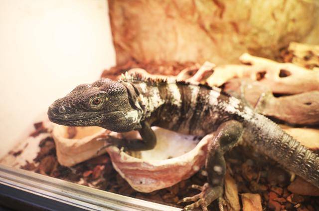 영암곤충박물관의 블랙 스파이니테일 이구아나. ⓒ박준규