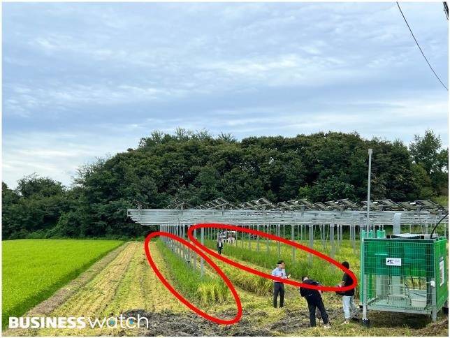 태양광 패널 지지대 주변은 농기계가 지나다닐 수 없어 벼 이삭이 남아있었다. / 사진=김민성 기자 mnsung@