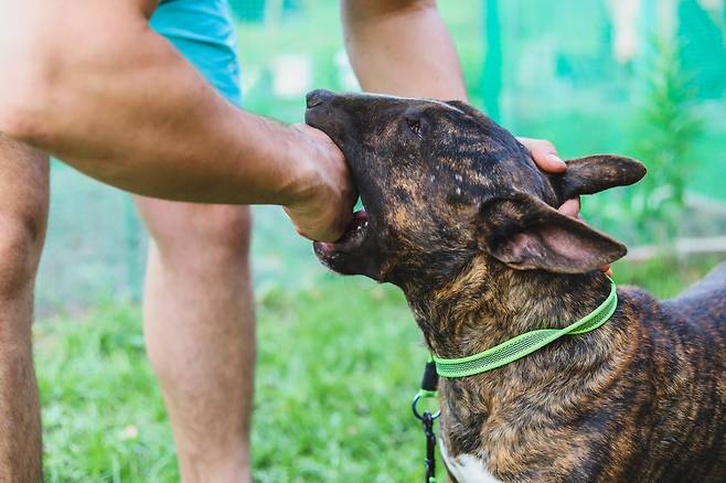 지난 7월 울산 초등학생 피습 등 최근 ‘개 물림 사고’가 사회적 문제로 지목되는 가운데, ‘개의 공격에 어떻게 대처할 것인지’가 관심사로 떠오르고 있다. 특히 누군가의 반려견에게 공격받은 사람이 개를 때리거나 죽일 경우, ‘어디까지 정당방위로 인정할 것이냐’가 문제다. (사진 출처=게티이미지뱅크, 이해를 돕기 위한 이미지로 기사 내용과 직접 관련 없음)