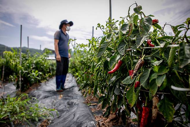 가뭄과 집중호우로 피해를 입은 경북 영양군 김영민씨의 고추밭.ⓒ시사IN 신선영