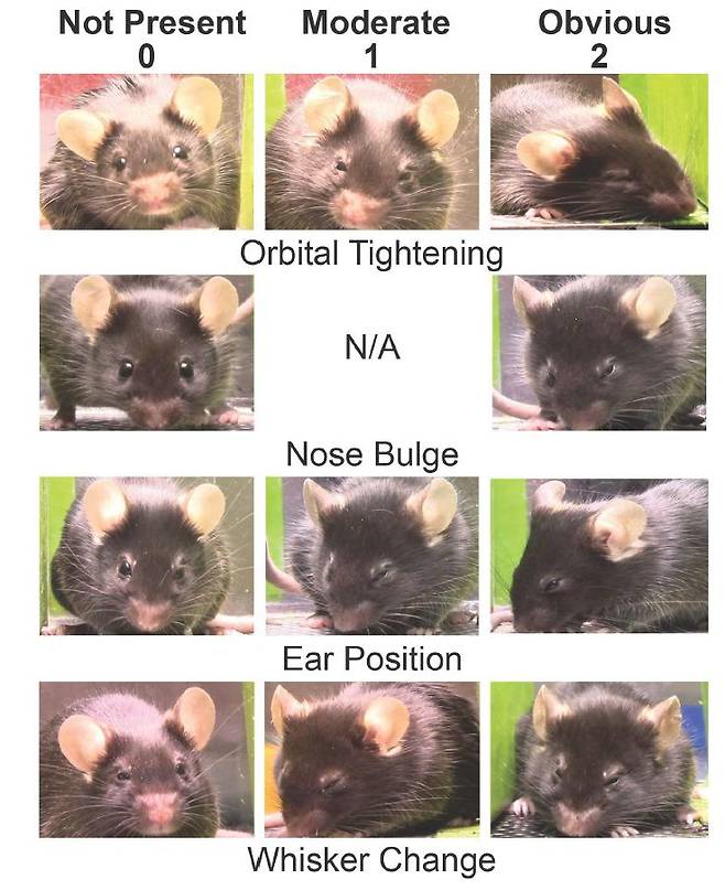 통증에 따른 쥐의 표정 변화. 왼쪽줄은 통증이 0인 상태이고 가운데는 중간 정도, 오른쪽은 심한 상태이다. 통증이 심해지면 쥐가 눈을 가늘게 뜨고 코를 부풀리며, 귀는 뒤로 빼고 수염 위치도 바뀌었다./미 노스캐롤라이나대