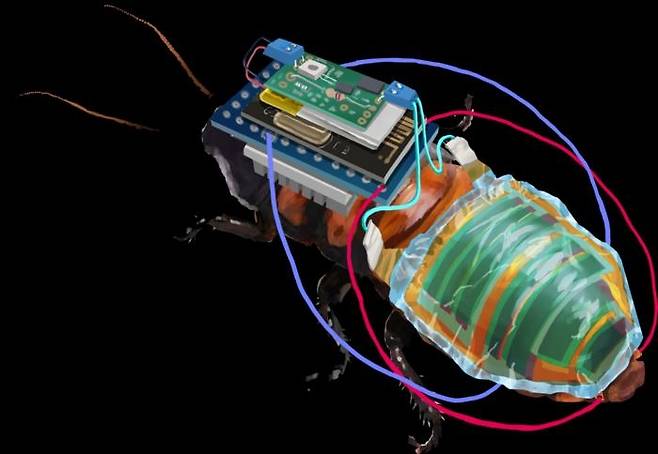 무선 다리통제 모듈과 태양전지를 몸에 장착한 사이보그 바퀴벌레  [RIKEN 제공/ 재판매 및 DB 금지] photo@yna.co.kr
