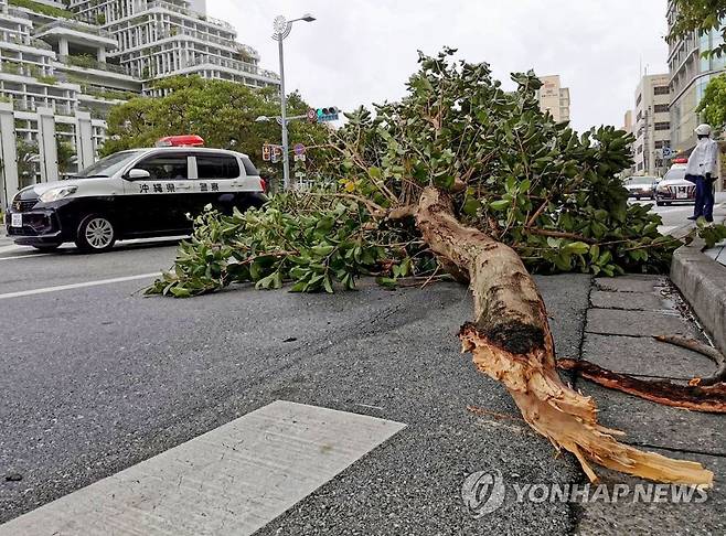 오키나와 나하시 중심부에서 강풍에 부러진 가로수 (나하<일본>교도=연합뉴스) 제11호 태풍 힌남노로 강한 바람이 불면서 지난 4일 오후 일본 오키나와현 나하시 중심부에서 가로수가 부러져 넘어져 있다. 2022.09.04 sungjinpark@yna.co.kr