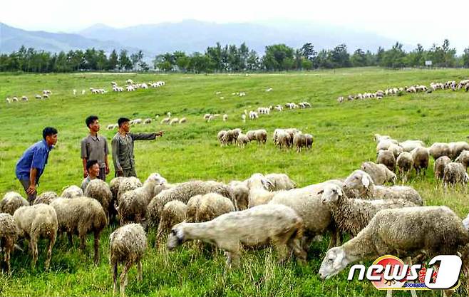 (평양 노동신문=뉴스1) = 북한 강원도 세포지구의 축산기지. [국내에서만 사용가능. 재배포 금지. DB 금지. For Use Only in the Republic of Korea. Redistribution Prohibited] rodongphoto@news1.kr