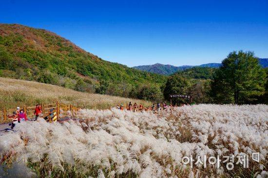 명성산 억새밭 [포천시]