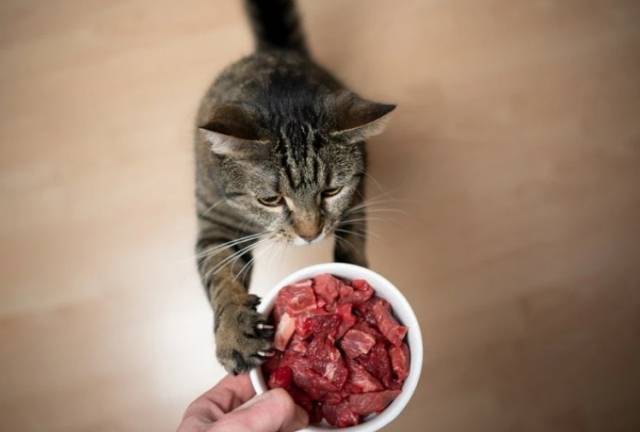 영양소를 골고루 배합한 사료와 달리, 날고기 급여는 특정 부위의 육류만을 제공하다보니 영양 불균형을 초래할 위험성이 크다. 또한 가열하지 않은 날고기는 세균이 증식하기 쉽다.