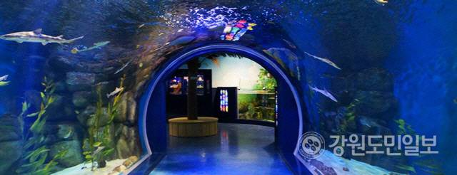 ▲ 경포아쿠아리움 내부 일부