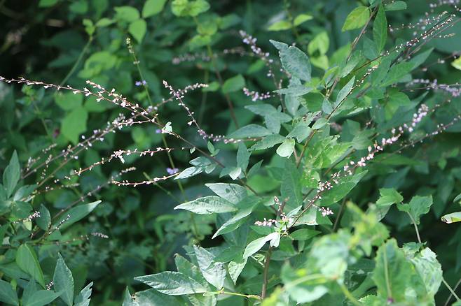 꽃이 핀 도둑놈의갈고리.