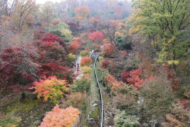 국내에서 손꼽히는 단풍 명소인 광주 화담숲. 경기도 제공