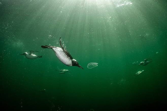 ‘새들의 행동’ 부문 은상 작품 ‘바다오리의 유영’(Guillemot Swimmers). 사진 Henley Spiers