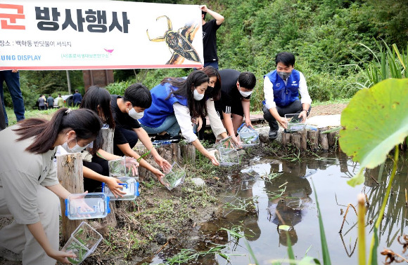 13일 아산시 동화리 반딧불이 서식지에서 열린 물장군 방사행사에서 삼성디스플레이 자원봉사자와 송남중학교 학생들이 물장군을 놓아주고 있는 모습. [사진=삼성디스플레이 ]