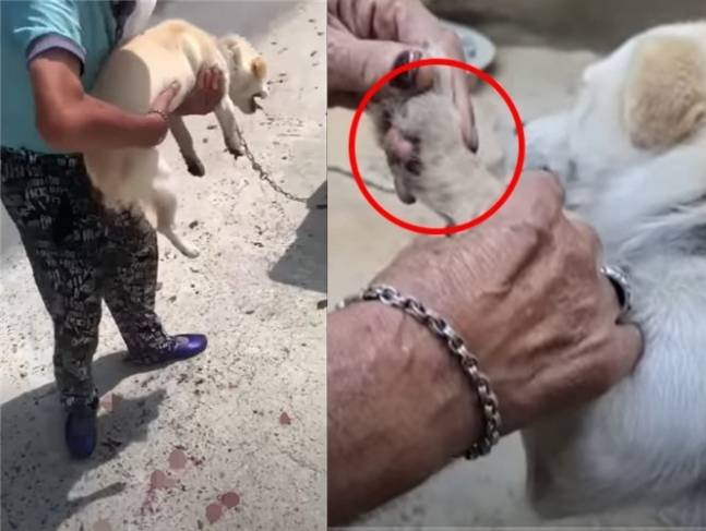 금산 오토바이 반려견 학대 혐의 영상. [유튜브 ‘스나이퍼 안똘’]