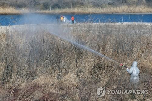 철새 도래지 강릉 남대천 방역 작업. [연합뉴스 자료 사진]