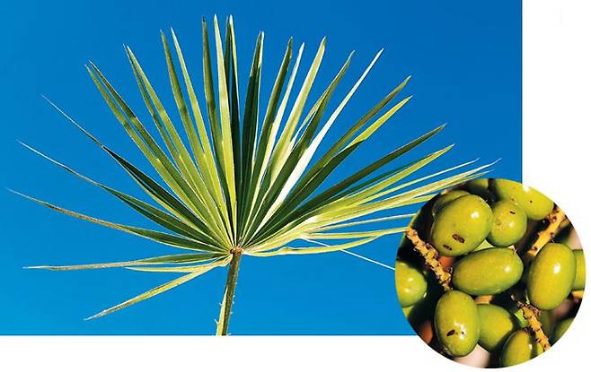 쏘팔메토 추출물​은 전립선비대증 증상을 개선하지 못한다. /조선일보DB