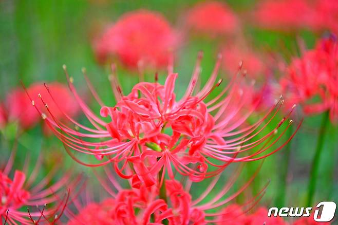 16일 김천시 직지사에 선홍빛 꽃무릇이 만개해 방문객들의 눈길을 사로잡고 있다. 2022.9.16/뉴스1 ⓒ News1 정우용 기자