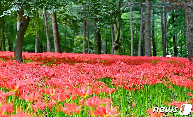 16일 김천시 직지사에 선홍빛 꽃무릇이 만개해 방문객들의 눈길을 사로잡고 있다. 2022.9.16/뉴스1 ⓒ News1 정우용 기자