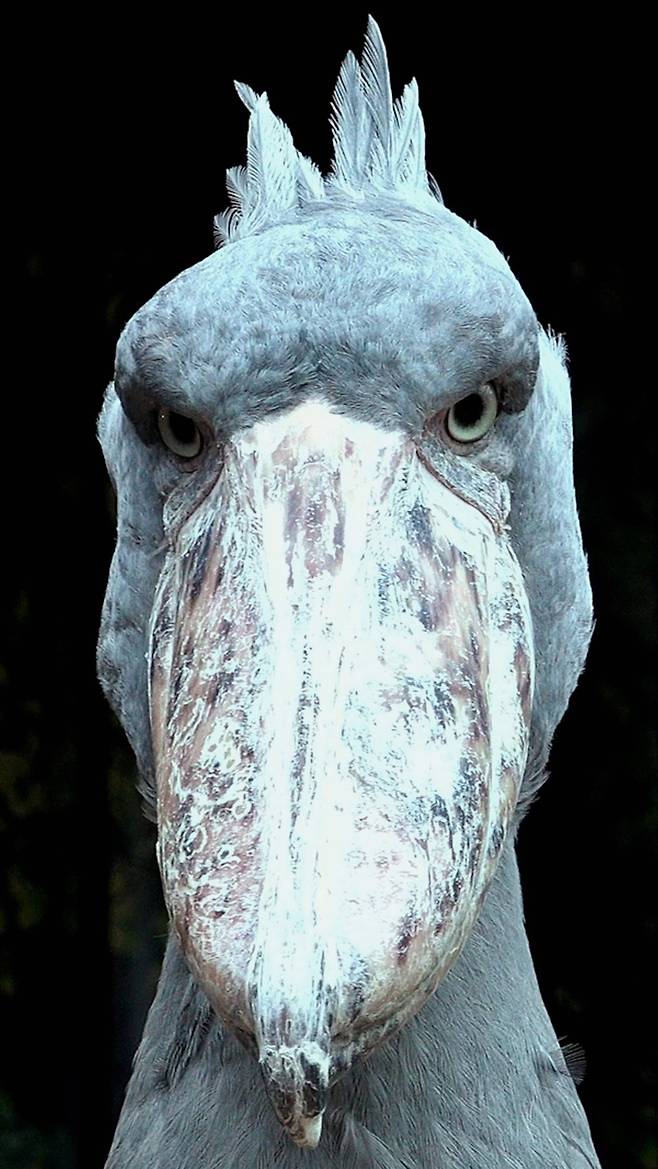 지난 8월 경남 사천 아라마루 아쿠아리움에 사는 넓적부리황새(슈빌) '빌'이 카메라를 노려보고 있다. 이하 왕준열PD