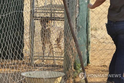 나미비아에서 인도로 옮겨지는 치타. [AP 연합뉴스 자료사진. 재판매 및 DB 금지]