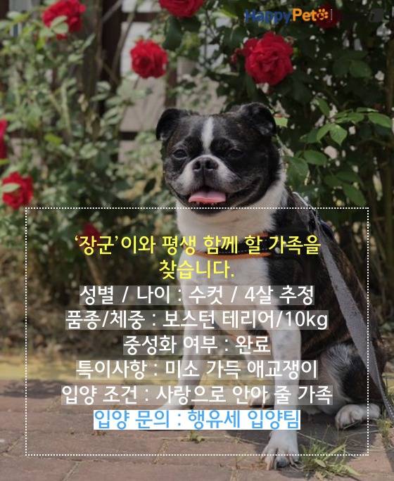 펫카드(카드뉴스 제작툴_tyle.io)