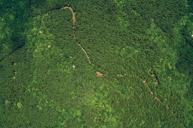 붉은오름 쪽 들머리의 사려니숲길. 빼곡한 삼나무숲 사이로 강처럼 길이 이어진다.