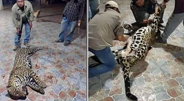 경찰이 SNS에서 발견한 사진. 밀렵꾼들이 사냥한 재규어의 가죽을 벗기고 있다. (출처=테에네)