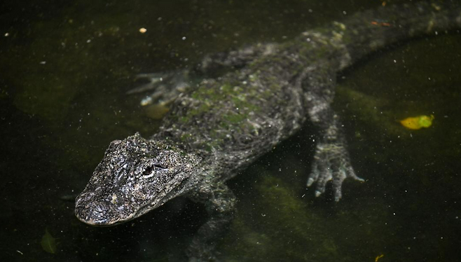 중국 상하이동물원에 서식하는 멸종위기 양쯔강 악어. 양쯔강이 원산지인 이 악어의 개체 수는 급격하게 감소하고 있다