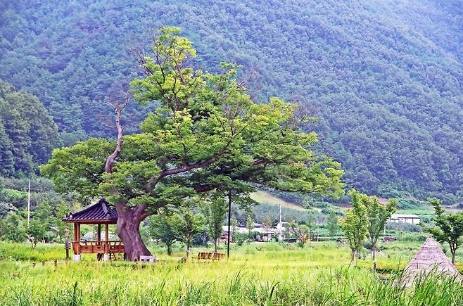 삼지2리 습지에 있는 거대한 고목