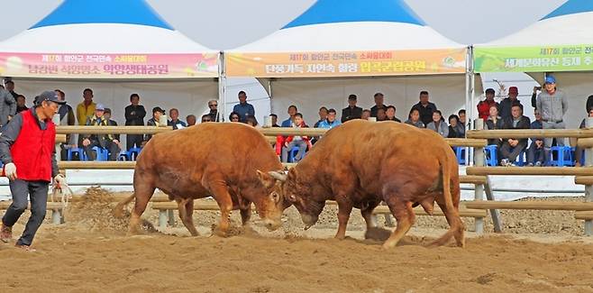 제17회 전국 민속 소 힘겨루기 대회  *재판매 및 DB 금지