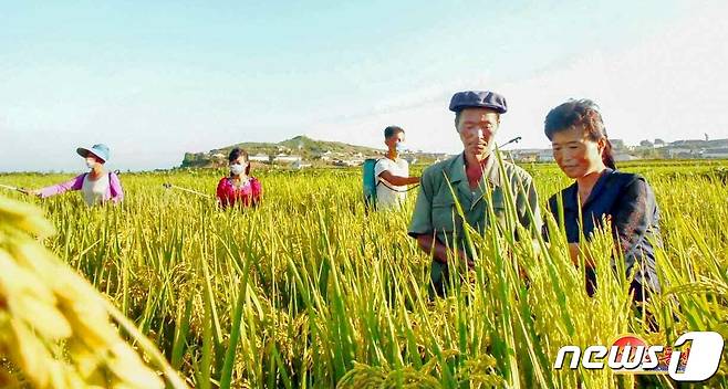 (평양 노동신문=뉴스1) = 북한 노동당 기관지 노동신문은 21일 "가을걷이 시기에 낟알 허실(유실)을 없애는 것은 알곡 생산 목표 수행에서 관건적인 문제의 하나"라며 "낟알 허실을 철저히 막자"라고 촉구했다. [국내에서만 사용가능. 재배포 금지. DB 금지. For Use Only in the Republic of Korea. Redistribution Prohibited] rodongphoto@news1.kr