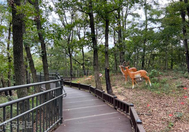 영인산수목원에서 산림박물관까지는 계단 없는 무장애 덱이 놓여 있다.