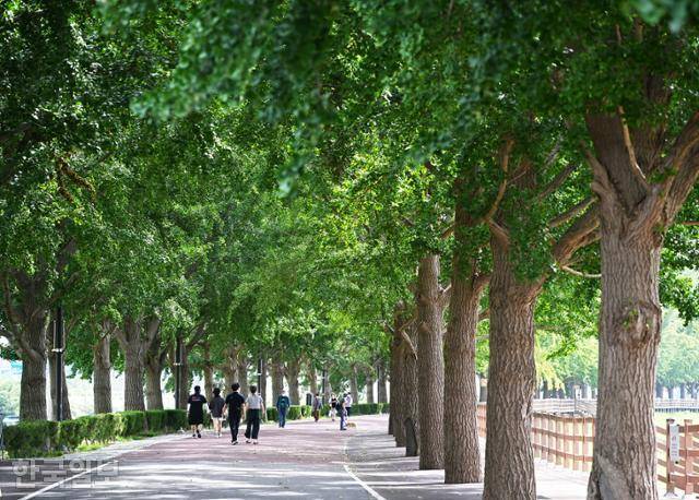 곡교천 은행나무길. 수령 60년 가까이 된 은행나무 가로수길이 2km 넘게 이어진다.