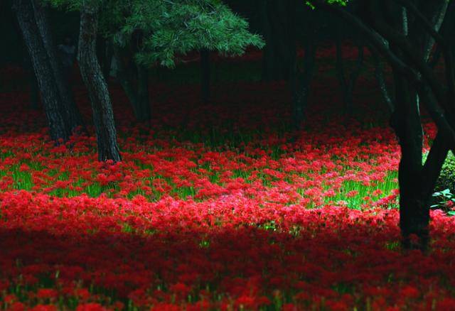 이른 새벽 우거진 숲속은 아직 햇볕조차 들지 않았지만 붉디붉은 꽃무릇 군락은 멀리서도 한눈에 들어온다.