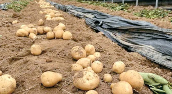 한 농가에서 수확된 감자의 형태가 들쭉날쭉하다. 너무 작거나 울퉁불퉁한 감자는 등급 외(못난이)로 분류돼 일반 상품보다 10~30% 저렴하게 판매된다. [사진 제공 = 어글리어스 마켓]
