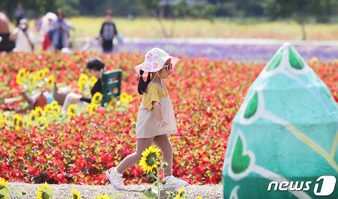 21일 경남 함양군 상림공원 경관단지를 찾은 성민어린이집 어린이들이 활짝 핀 해바라기 꽃길을 걸으며 가을 향기를 만끽하고 있다. (함양군 김용만 제공) 2022.9.21/뉴스1