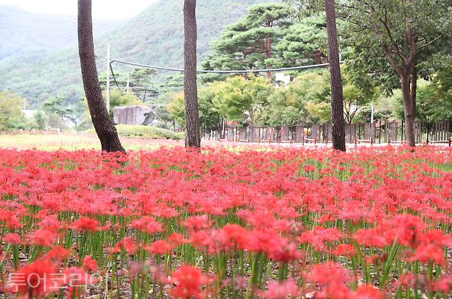 보령 성주산 자연휴양림 꽃무릇