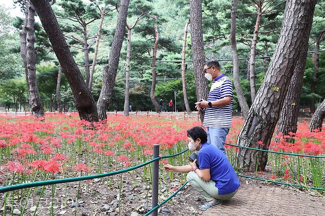 보령 성주산 자연휴양림 꽃무릇