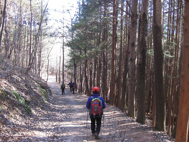 편백숲길. 강종임 해설사 제공