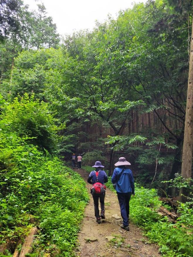 숲길. 강종임 해설사 제공