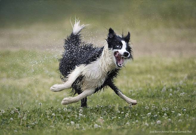 2022 웃긴 반려동물 사진전 반려견 부문상, Jose Bayon  ‘닐로의 물 사랑(Nilo’s love for water!)’/Comedy Pet Photo Awards