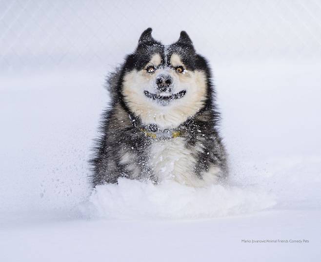 2022 웃긴 반려동물 사진전 인기상 Marko Jovanovic ‘눈속의 돌진(Dashing through the snow)’/Comedy Pet Photo Awards