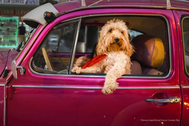 2022 웃긴 반려동물 사진전 팀 선정작 Mehmet Aslan ‘강아지 기사(Chauffeur Dog)’/Comedy Pet Photo Awards