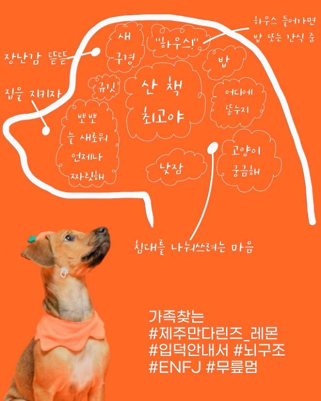 강아지마다 다른 특성이 재미있고 매력적이라는 것에 착안해 입양을 홍보하는 과정에서 요즘 유행하는 MBTI를 활용하기도 했다.  ‘레몬’은 ENFJ 라고 소개했다.