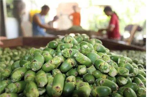 중국 지방정부들이 판매 규제하는 빈랑. 연합뉴스