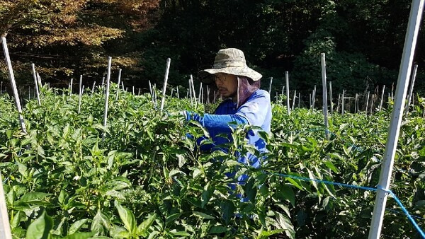 경기도 안성의 농민 김사옥씨. 본인 제공