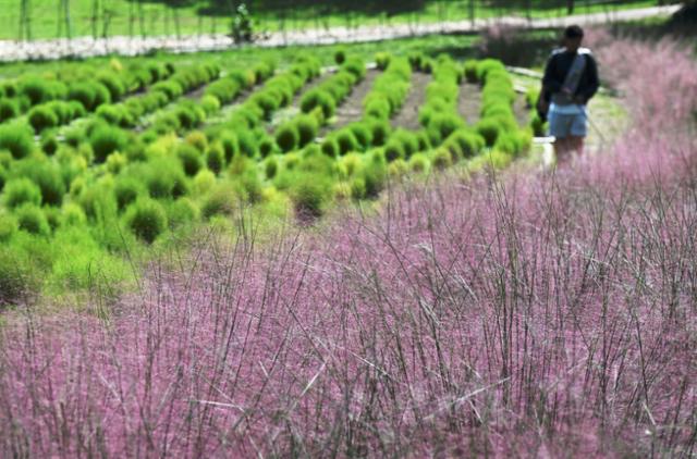 서울 송파구 올림픽공원의 핑크뮬리와 댑싸리가 가을을 맞아 색이 변하고 있다. 왕태석 선임기자