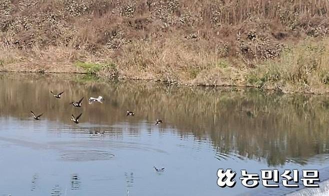 경기 용인 청미천에서 청둥오리들이 날아 오르는 모습. 농민신문DB